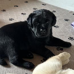 Labrador Retriever Puppies from Findaway Labradors