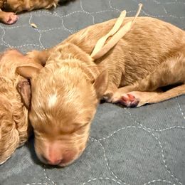 Sandy - light pink collar - Apricot female Goldendoodle puppy in Puyallup, Washington from Dawnie’s Doodles