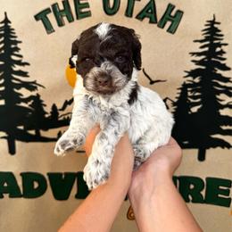 Sage - Brown roan and tan female Cockapoo puppy in Bountiful, Utah from EasyBreezyDoodles