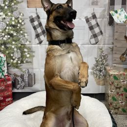 Belgian Malinois from v. unestablished