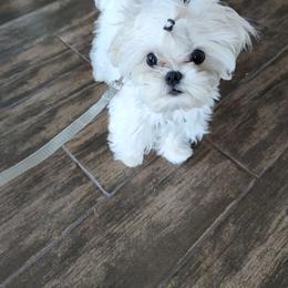 Maltese Puppies from Made to Love Maltese LLC
