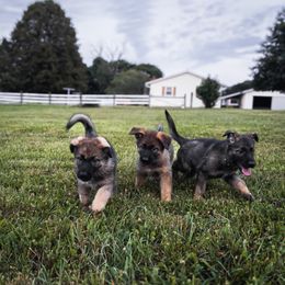 German Shepherd puppies from Hillary Rowley-Weiss