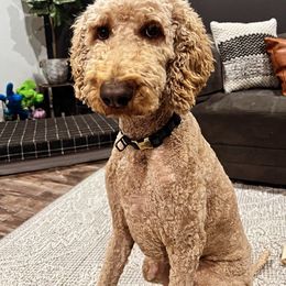 Jasper - Red  Poodle puppy in California from Valentine Poodles