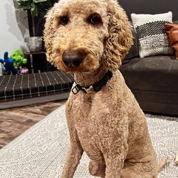 Jasper - Red  Poodle puppy in California from Valentine Poodles