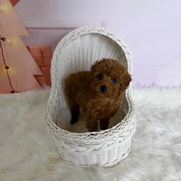 Haru(CKC) - Red  male Poodle puppy in Moreno Valley, California from Yanni's Poodle