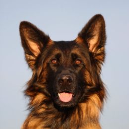 Kamari - German Shepherd