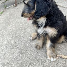 Bernedoodle Puppies from Heather's Pups