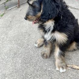 Bernedoodle Puppies from Heather's Pups