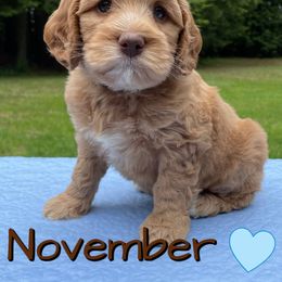 Australian Labradoodle Puppies from Lakeshore Labradoodles