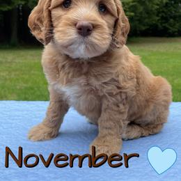 Australian Labradoodle Puppies from Lakeshore Labradoodles