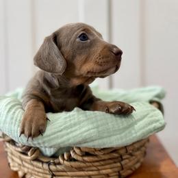 Echo AKC - Fawn (isabella) and tan female Dachshund puppy in Orlando, Florida from Metro Doxies of Orlando
