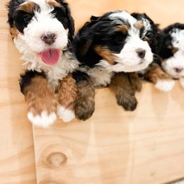 Bernedoodle, Goldendoodle, and Poodle Puppies from Teddy Doodles & Standard Poodles