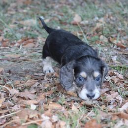 Dachshund Puppies from Boothe’s Dachshunds