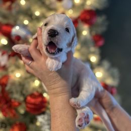 Masuka - Parti male Goldendoodle puppy in Prosperity, Pennsylvania from Stelladoodles & Company