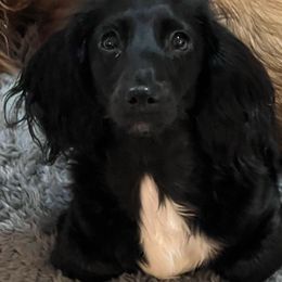 Aspen - Dachshund