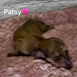 Patsy - Red female Dachshund puppy in Jena, Louisiana from Amy’s Mini Doxies