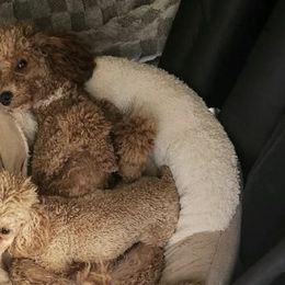 Poodles from Desert Storm Poodles