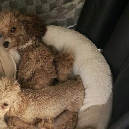 Poodles from Desert Storm Poodles