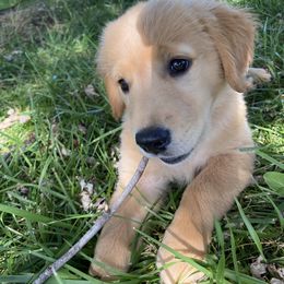 Golden Retriever Puppies from Hearth & Homestead