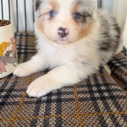Matcha - Blue merle female Australian Shepherd puppy in Kearney, Nebraska from Helix Aussies