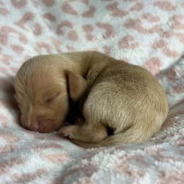 Maddie - Cream female Dachshund puppy in Lake City, Florida from My Ditzy Doxies of Florida
