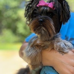 Queen Quinn - Yorkshire Terrier