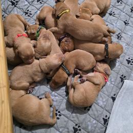 Girl 3 - Yellow female Labrador Retriever puppy in Grand Rivers, Kentucky from Big Water Dreams Retrievers