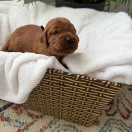 Dark purple girl - Chestnut female Irish Setter puppy in West Haven, Utah from McClellan Setters