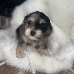 Creek - Merle male Cavapoo puppy in Fayetteville, Arkansas from Silver Hill Farm