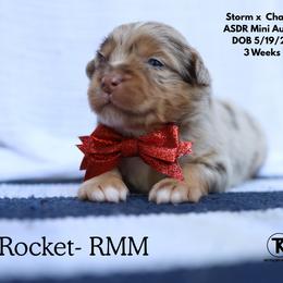 Rocket- RMM - Red merle male Miniature Australian Shepherd puppy in Nacogdoches, Texas from TK Standard, Mini, & Toy Aussies
