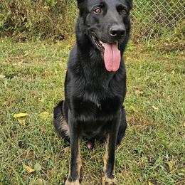 Jughead - German Shepherd
