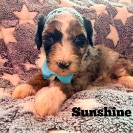 Sunshine with training - Phantom male Bernedoodle puppy in Boonville, North Carolina from Doods & Dolls