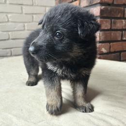 Orange boy - Black and tan male German Shepherd puppy in Wayne, Maine from Copper Hill German Shepherds
