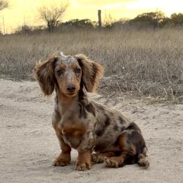 Rox - Dachshund