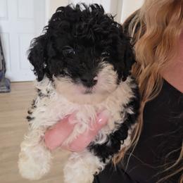 Bambam - Black and white male Aussiedoodle puppy in Galena, Illinois from Perry's doodles