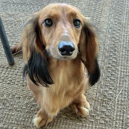 Dachshunds from Sweet Heavenly Dachshunds