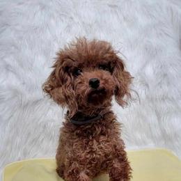 Rose - Poodle