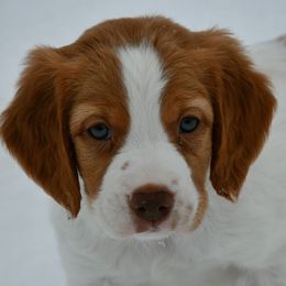 Yoshi - Orange and white male Brittany puppy in Hollidaysburg, Pennsylvania from Royal Flush Farms