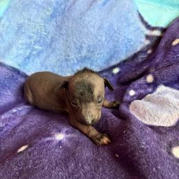 Catwoman - Black white and tan female Xoloitzcuintli puppy in Manitowoc, Wisconsin from Wonderland Kennel