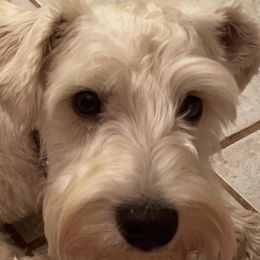 Miniature Schnauzers from The Way Dog Breeding
