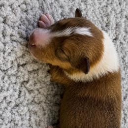 Excalibur - Sable and white male Collie puppy in Malvern, Arkansas from Lost Acres Collies