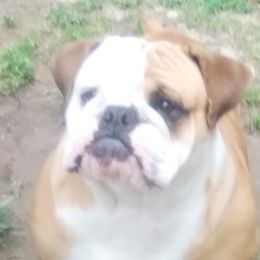 Cali - Bulldog