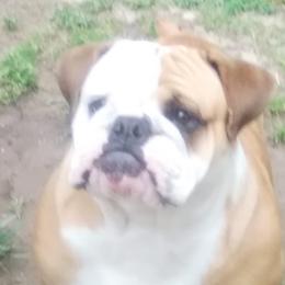 Cali - Bulldog