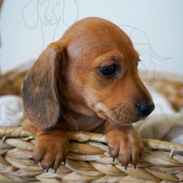 Dodger - Red male Dachshund puppy in Temecula, California from Naomi Magee's Dachshund Kennel