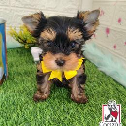 Nigel - Black and tan male Yorkshire Terrier puppy in California from Corazon de gigante