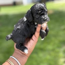 Tux - Black male Poodle puppy in Garner, North Carolina from House of Paws Heritage Nursery