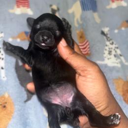 Lilo 2500 - Black female Yorkipoo puppy in Gastonia, North Carolina from Dynasty Kennel