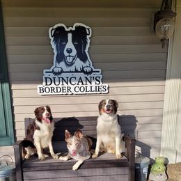 Border Collies from Duncan's Border Collies