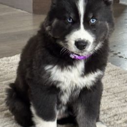 Girl - 3 Purple collar - Black female Siberian Husky puppy in Independence, Wisconsin from Hito's Huskies