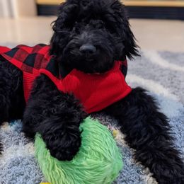 Goldendoodle All Grown Up from Lavender Field Doodles